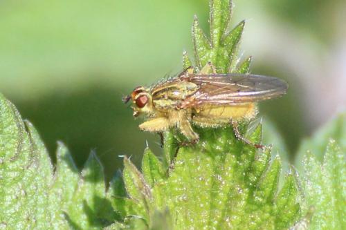 Réf. 278 957 : Scathophaga stercoraria